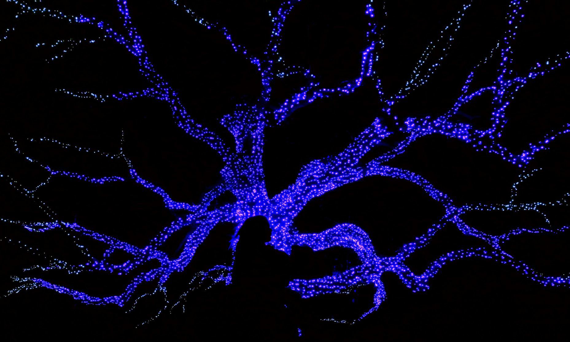 Garden Glow at Missouri Botanical Garden